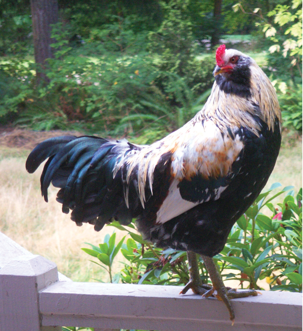 Hilarious tales of chicken raising… and why McBride Council should allow backyard chickens