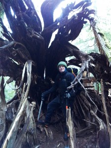 Ross Ballard, ready for an ice climb, stands in the root structure of a fallen ancient cedar.