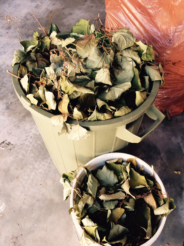 Photo by Korie Marshall - Buckets of evicted knotweed were collected and dried out at a Valemount home, as the resident was worried it could spread. The root system is the real issue with this plant, and will take persistence to get rid of.