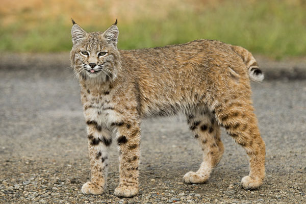 Spotted any alpine bobcats? UNBC researcher wants to know