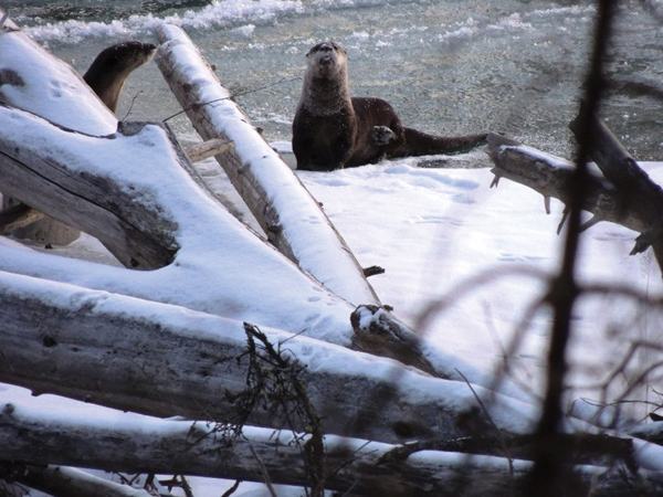 Gene Blackman River Otters (1)aa