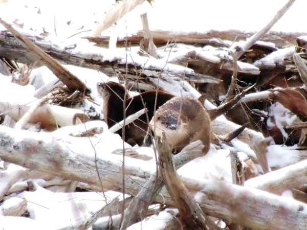 Gene Blackman River Otters (3)cc