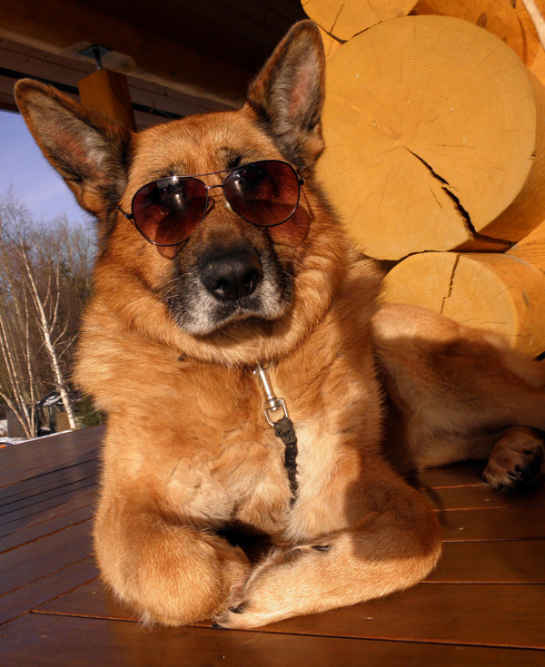 ursa sunbathing german shepherd dog sunglasses sunny sun