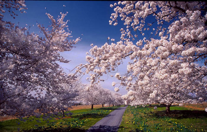 Photo Monica Marcu - Cherry blossoms are a sign of spring in many southern locales.