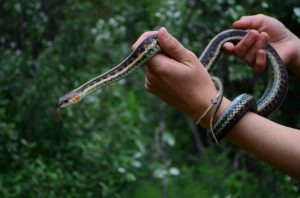 Supplied: Amber, is over a meter long, and in her first day was tracked moving a whopping 76 metres.