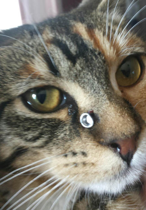 Pellet gun cruelty hurts feline, family