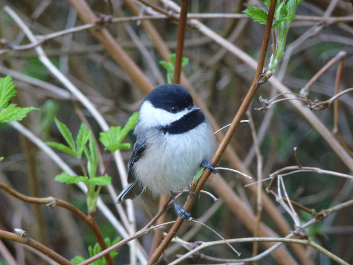 Chickadees prove noise pollution impact