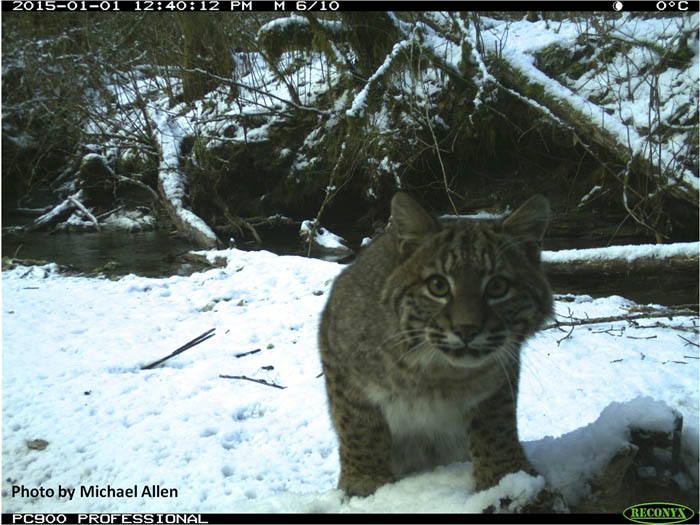 Studying lynx between climate change and feline range