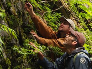 Photo courtesy Darwyn Coxson: Curtis Bjork (Univ. of Idaho) and Hayden Yeomans (UNBC student) conducting plant biodiversity assessments along the Ancient Forest trail.