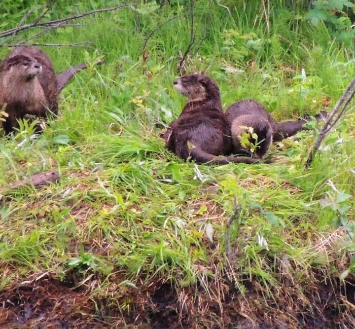 You otter see ‘em!