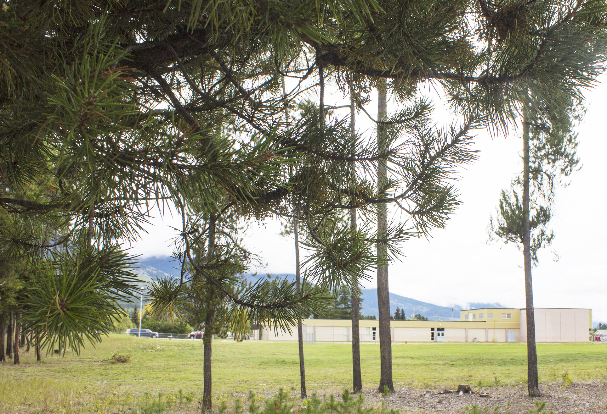 Elementary school’s trees are pining away