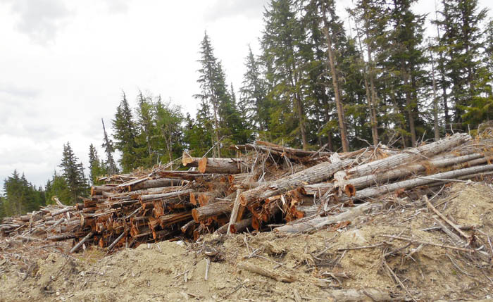 McBride Community Forest regains its footing: AGM