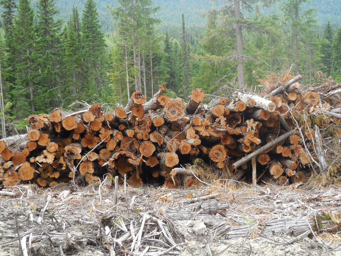 McBride Community Forest logging operations on Bell Mountain stir controversy among locals
