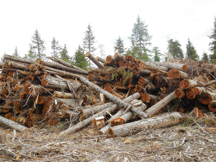 McBride community forest seeks solutions for large waste piles