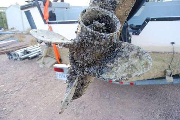 Photo: Flickr.com, courtesy of Alberta Gov Seen here is propeller infested with Quagga Mussels, an invasive species.