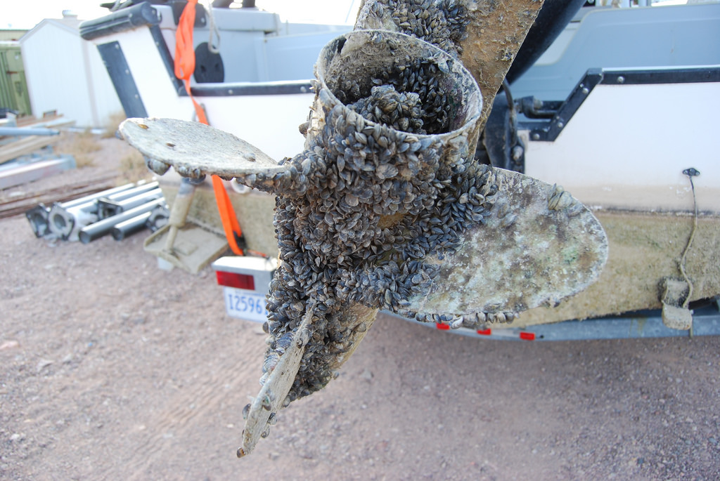 Invasives threaten B.C. waterways