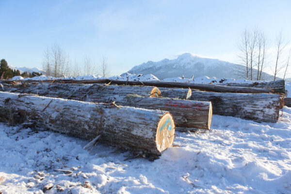 Photo: Evan Matthews Just a few of the logs being piled away for manufacturing posts, when the new line is ready