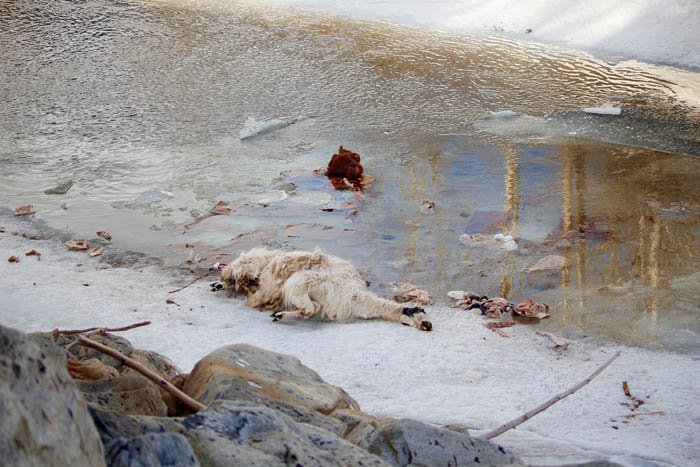 Carcasses rotting near Kinbasket