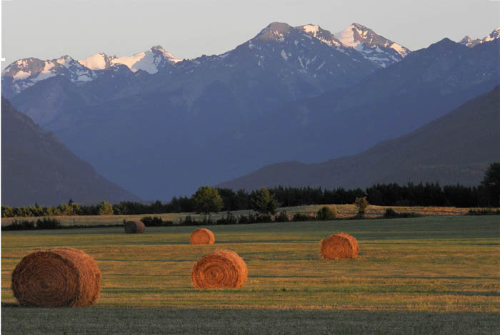The fine art of making hay in the rain: swath grazing