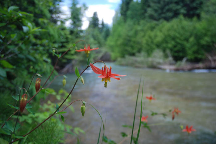 New Valemount conservation area named after local