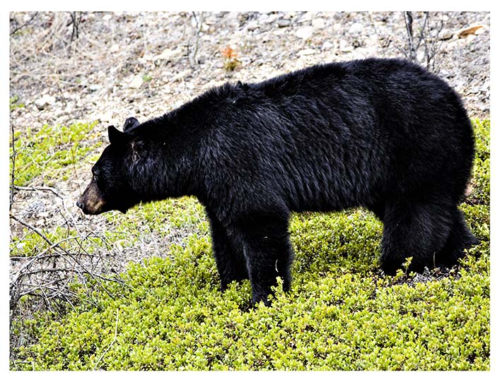 Woman issues warning about prowling bear