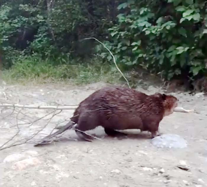 Beaver at work lures customers to restaurant