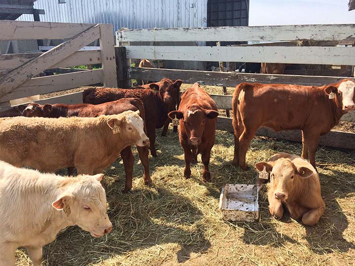 Dunster veterinarian unsettled at dead cattle