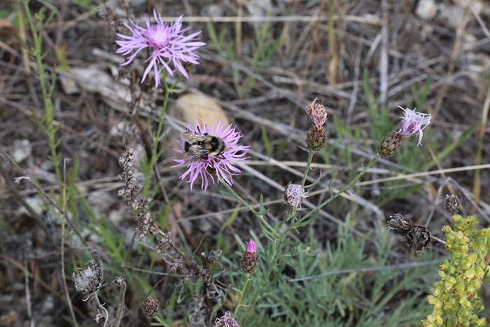 Knapweed a growing scourge