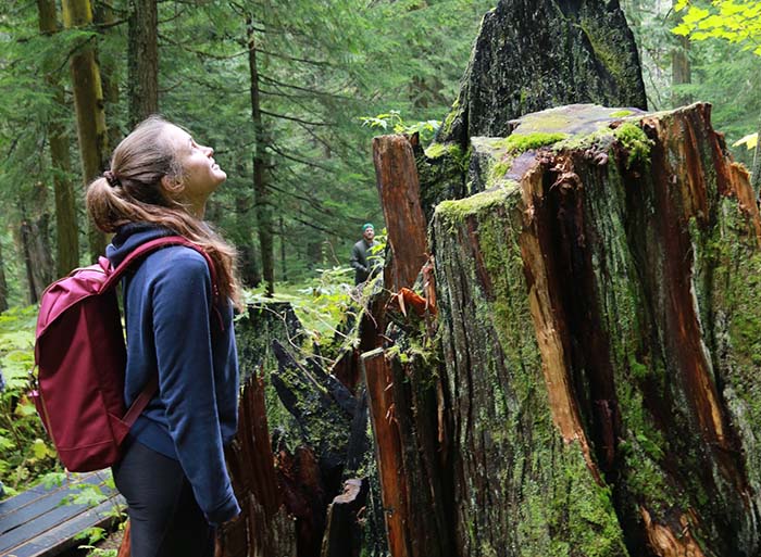 Logger reflects on the Ancient Forest