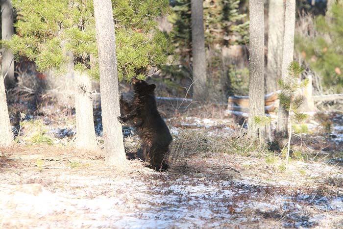 Big commotion over baby bear