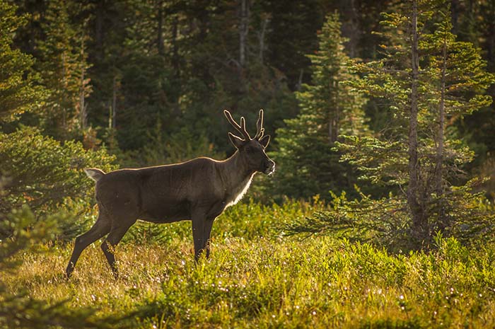 Premier appoints Lekstrom caribou liaison