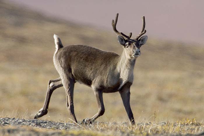 Mayor calls for caribou action, jobs