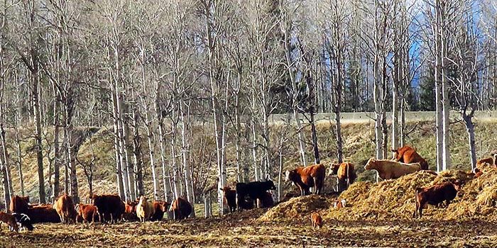 Farmer’s Institute opens wide