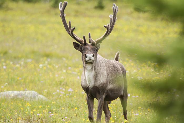 Fear, anger at McBride caribou meeting