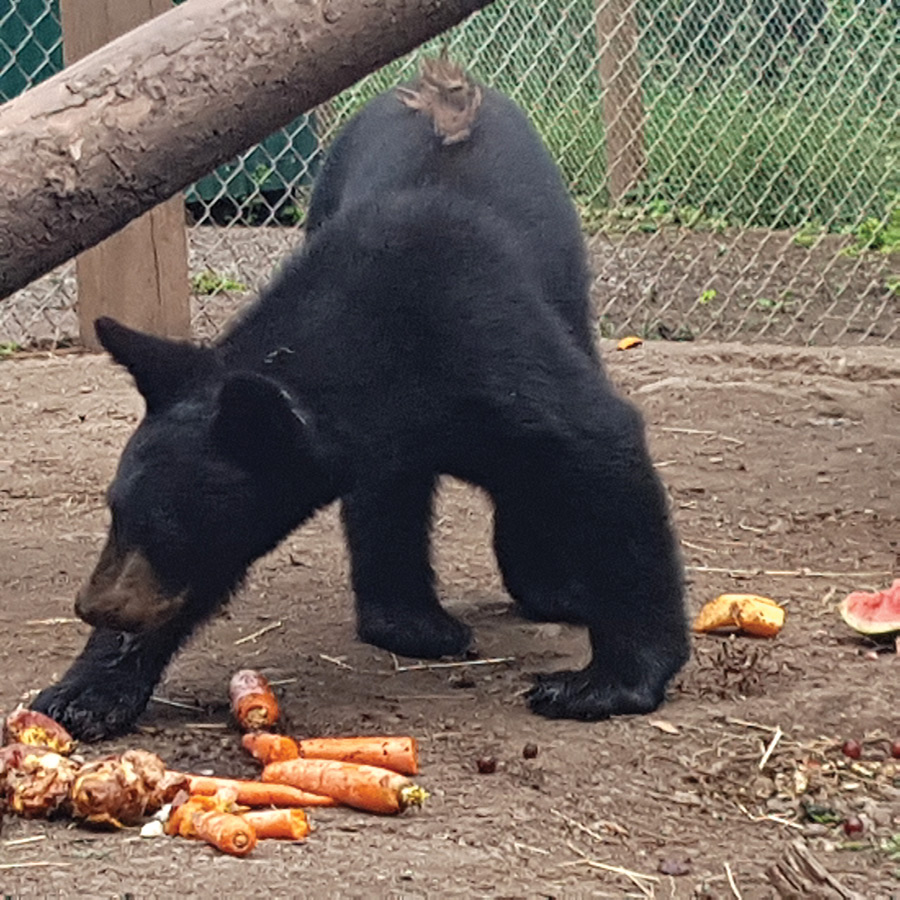 Bailey the bear ready for the wild