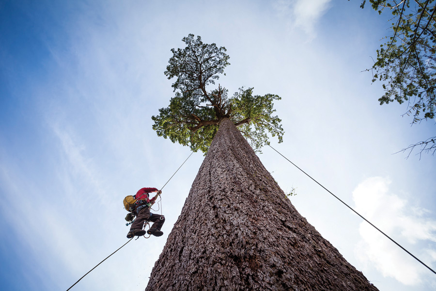 Friendly giants: New big trees protected in B.C.