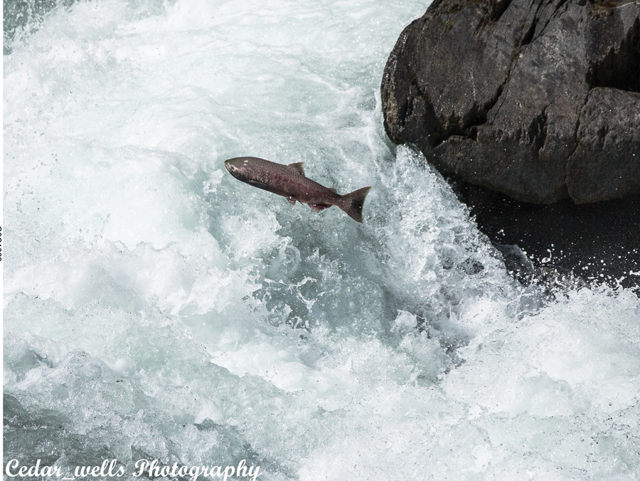 Blocked Fraser shouldn’t obstruct Chinook