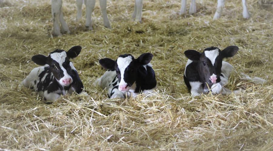 Moooooove over: farmer gets a surprise