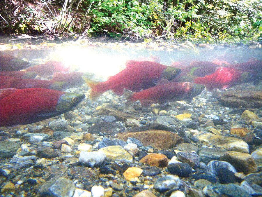 Kokanee OK during bad year for salmon