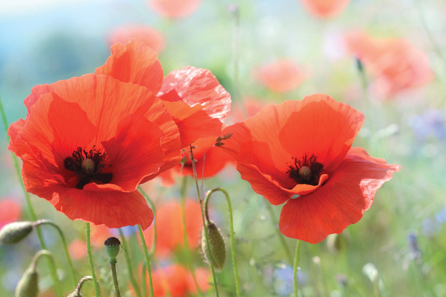 Remembrance, Poppies & the Legion