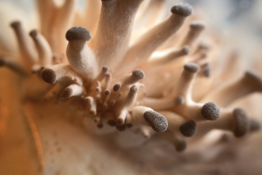 Welcome to the strange world of mushrooms