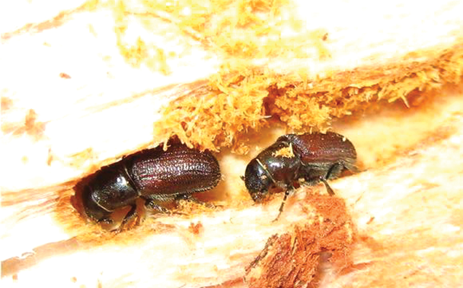 Beetles beg attention in Bike Park