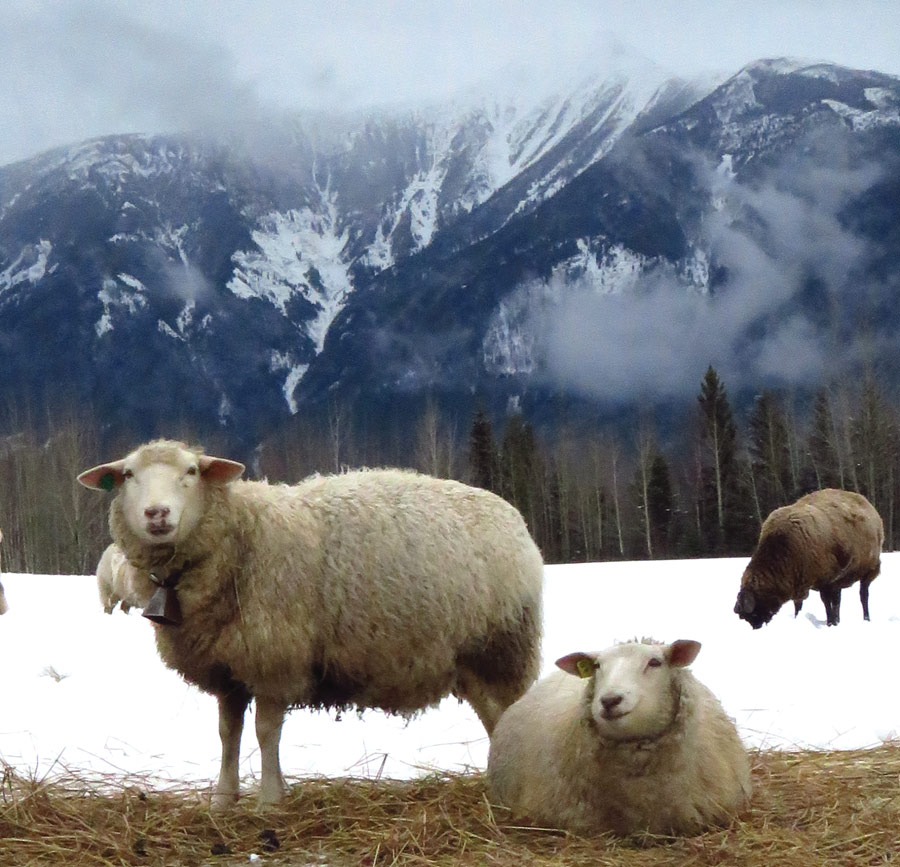 Robson Valley  Sheep Company gets green accreditations
