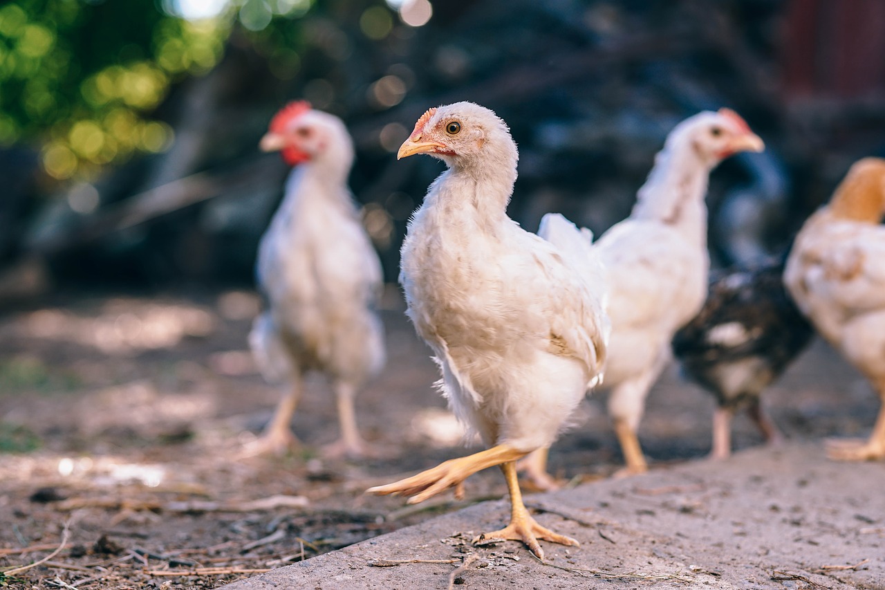 Valemount polls re: backyard hens