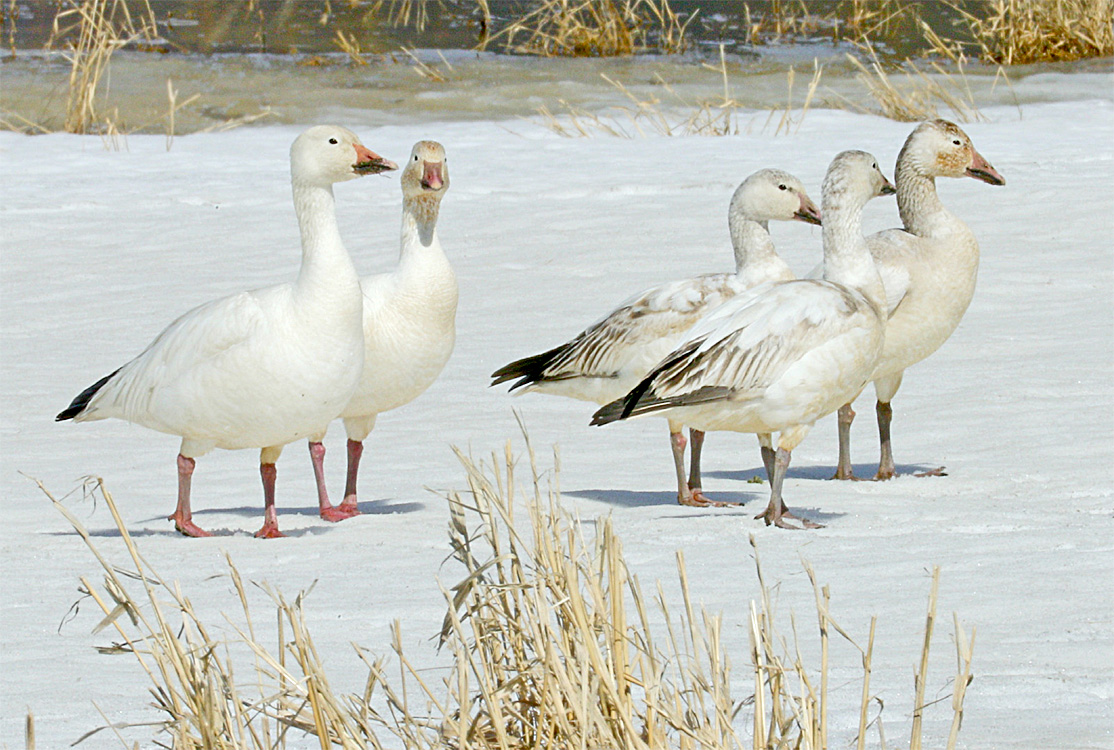 Snow geese