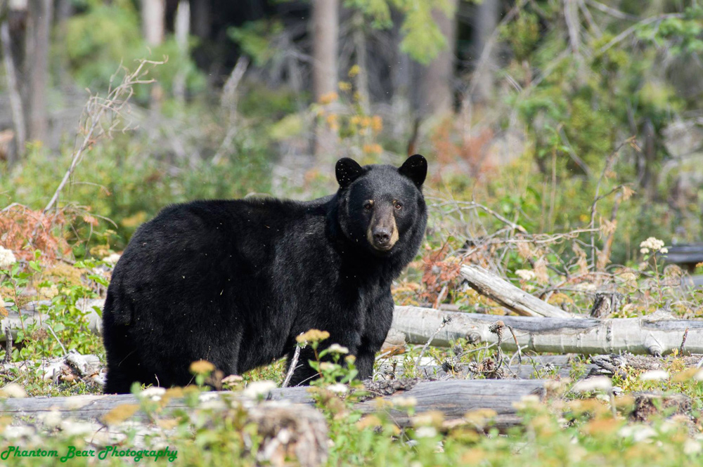 Bears in BC take the brunt of negative human behaviour