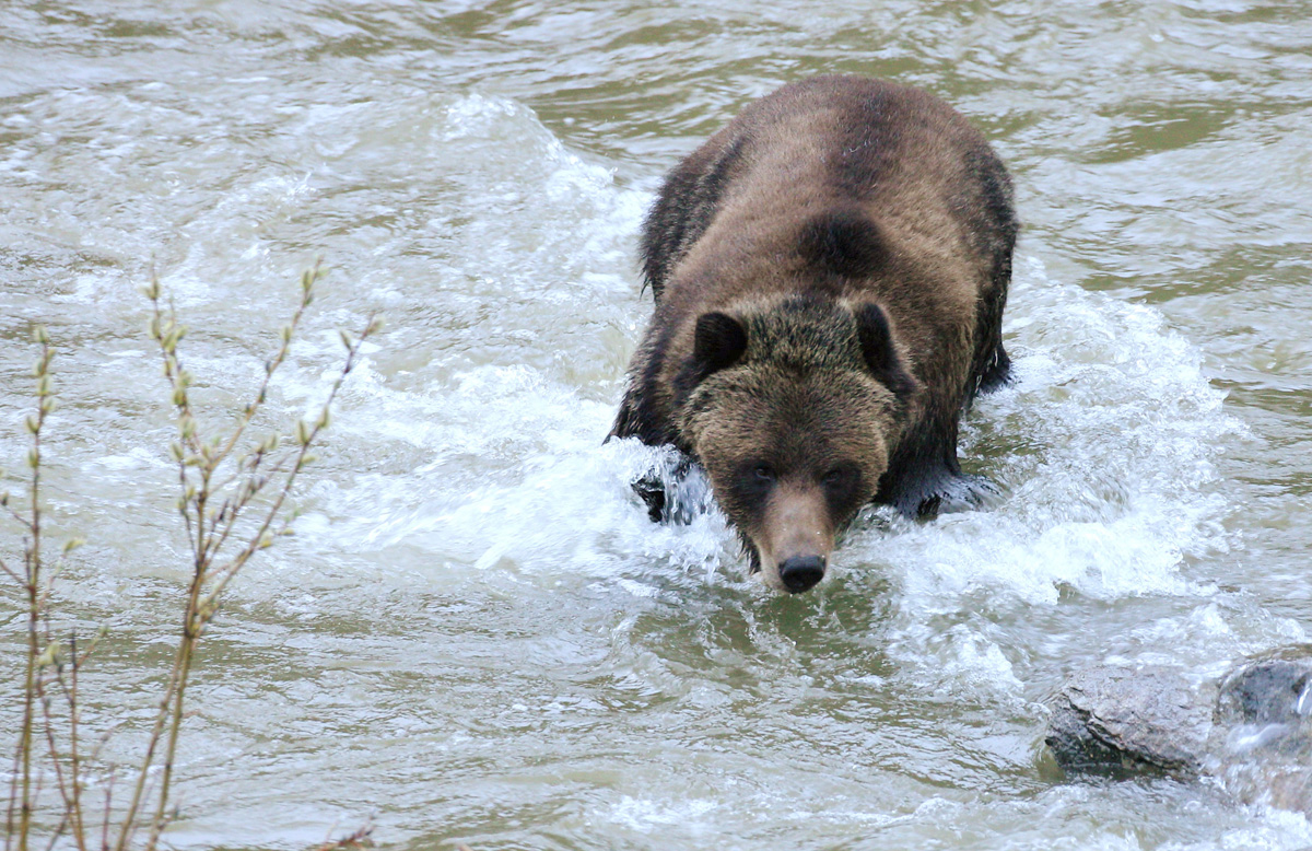 Grizzly love story?