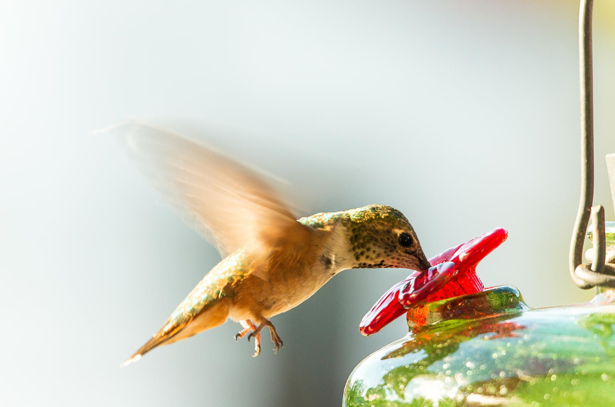 Hummingbirds of the Robson Valley