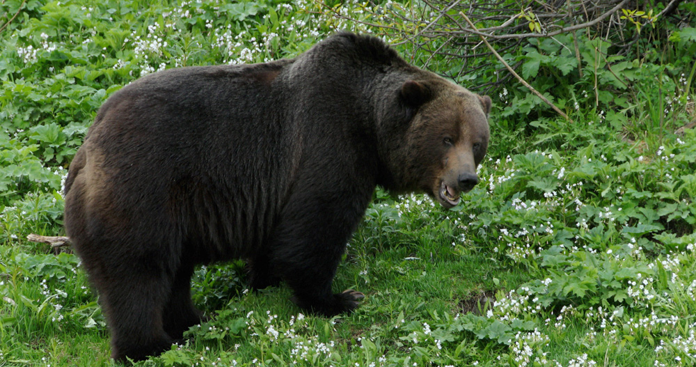 Grizzly love Story continues