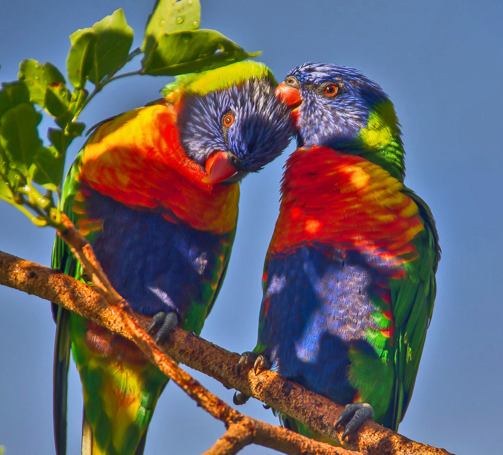 Pride month reflections: Coming up Rainbows